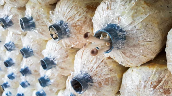 Hongo de ostra en la bolsa de aserrín de sierra en la granja —  Fotos de Stock
