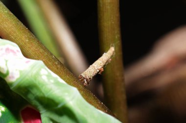 En iyi mimari tasarıma sahip bagworm güve psikiyatrik larvası.