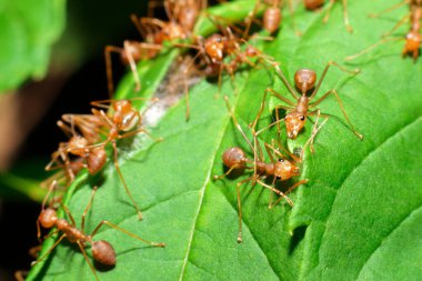 Karınca hareketi yuva karınca köprüsü birliği takımını oluşturur, konsept takım birlikte çalışır.