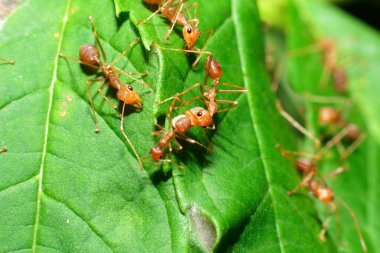 Karınca hareketi yumurtaları korur birlik takımı, konsept takım birlikte çalışır. 