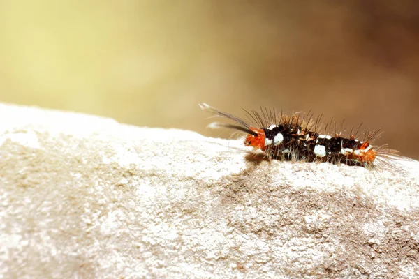 close-up Itchy worm caterpillars, concept work