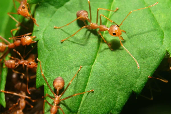 Ant Działania Sprawiają Gniazdo Mrówki Zespół Jedności Mostu Zespół Concept — Zdjęcie stockowe