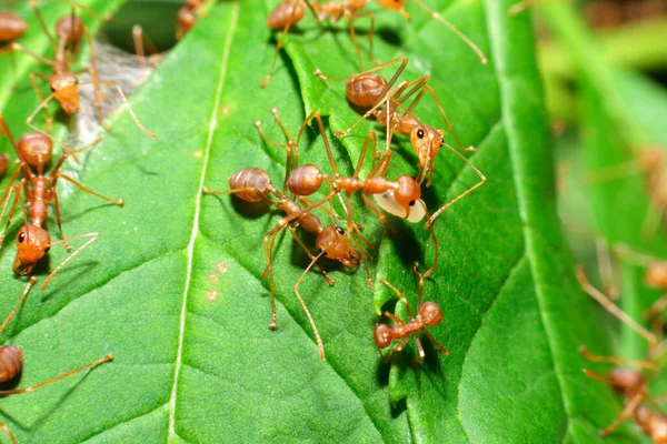 Ant Action Protect Eggs Unity Team Concept Team Work Together — Stock Photo, Image