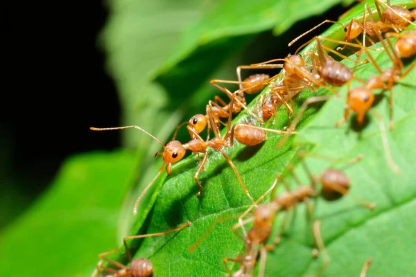 Ameisenaktion Macht Nest Ameisenbrücke Einheit Team Konzept Team Arbeiten Zusammen — Stockfoto