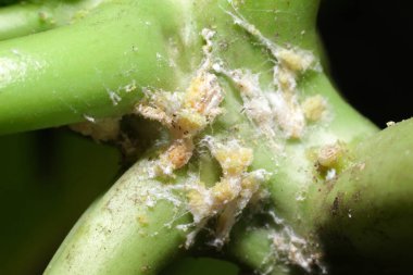 Papaya üzerine yumurta kesesi böceği