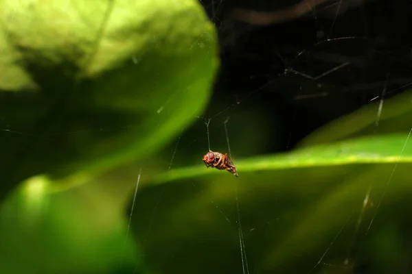 Bug Peg Spider Web Food Spider Concept Victim — Foto Stock
