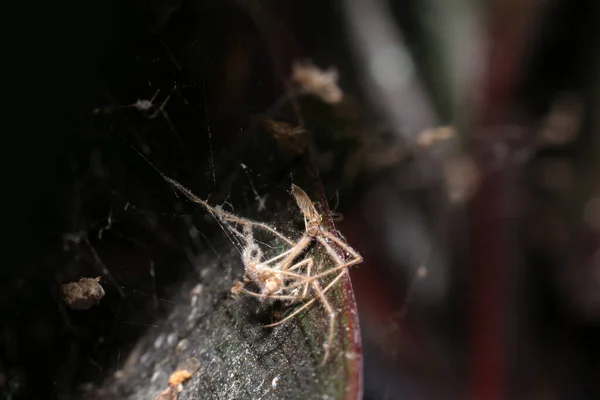 Bug Peg Spider Web Food Spider Concept Victim — Foto Stock