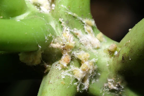 Papaya Üzerine Yumurta Kesesi Böceği — Stok fotoğraf
