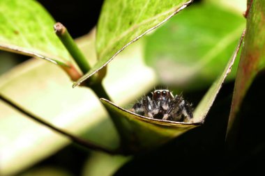 Yaprağın üzerinde turuncu gözlüklü, atlayan siyah örümcek.