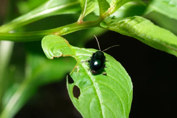 Insetto Nero Scarabeo Pulce Primo Piano Con Sterco Sulla Foglia — Foto Stock