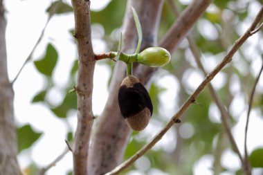 Genç Jackfruit, Rhizopus sp ile khanun-on, inflorescence çürüme ya da ağaçta çürüme