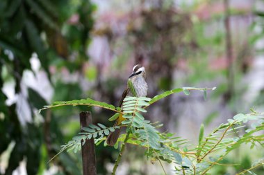 Ağaçta sarı delikli Bulbul