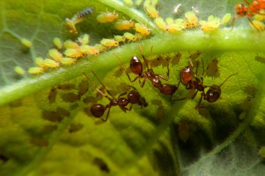 Kapalı karınca ve yaprak üzerinde küçük böcek