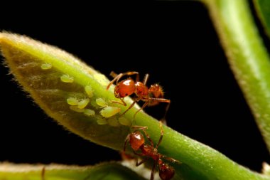 Kapalı karınca ve yaprak üzerinde küçük böcek