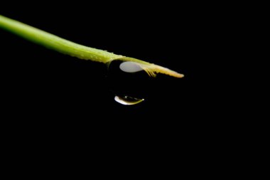 Yaprağın üzerindeki çiğ damlasını kapat