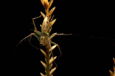 Yakından okyopes javanus troll, kahverengi örümcek, gözleri altıgen şeklinde dizilmiş.