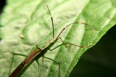 Yakın çekim. Böcek perisi, berytidae.