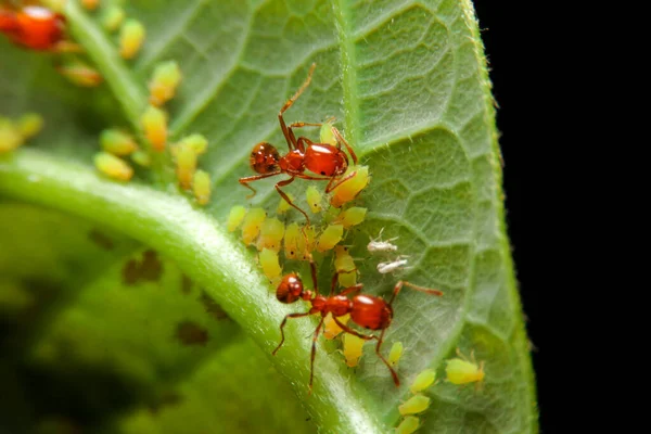 Kapalı karınca ve yaprak üzerinde küçük böcek