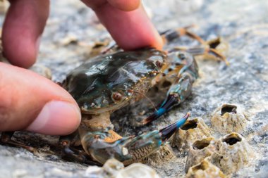 mavi deniz Yengeç Samui baech, at Yengeç üzerinde