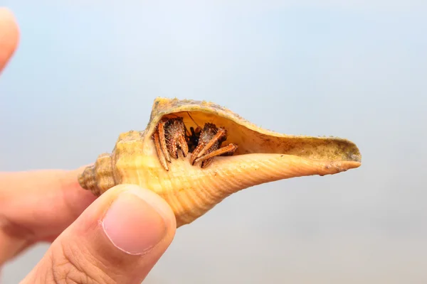 サムイ島 baech の巻き貝の殻のヤドカリ. — ストック写真