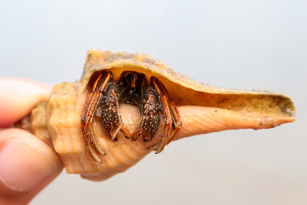 Hermit crab in conch shell on Samui baech. — Stock Photo, Image