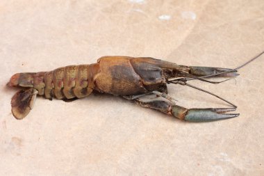 yakın çekim makro kerevides deri değiştirme veya ıstakoz çiftlik işareti kerevit