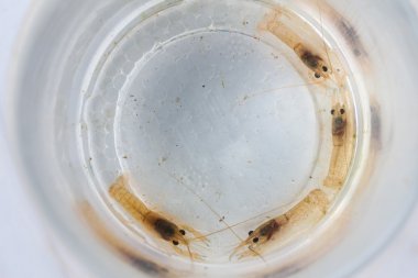 yakın çekim makro bebeğim biraz kerevit veya f kerevides yetiştirme