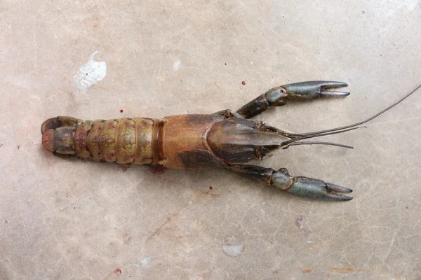 Close-up macro molting crawfish or crayfish of lobster farm mark — Stock Photo, Image