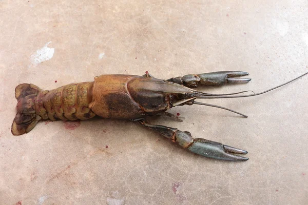 Close-up macro molting crawfish or crayfish of lobster farm mark — Stock Photo, Image