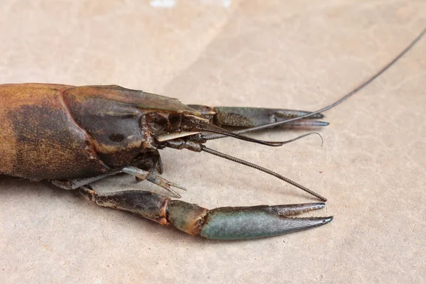 Close-up macro molting crawfish or crayfish of lobster farm mark — Stock Photo, Image