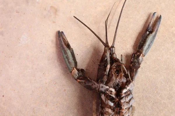 Primo piano macro muta gamberi o gamberi di aragosta fattoria marchio — Foto Stock