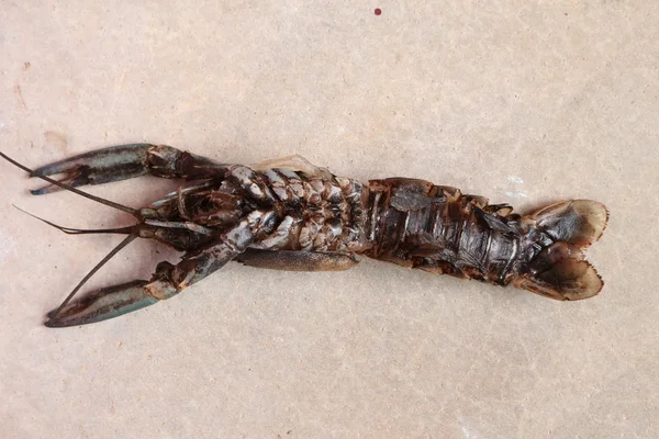 Close-up macro molting crawfish or crayfish of lobster farm mark — Stock Photo, Image