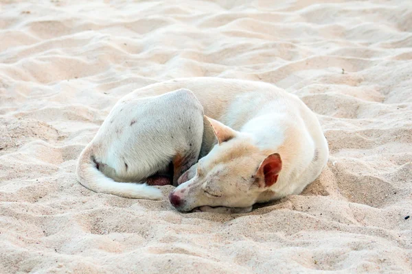 Perro callejero solo en la playa — Foto de Stock