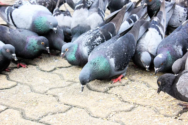 Masses doves eat food bird seed — Stock Photo, Image