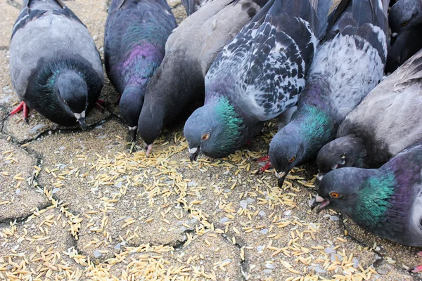 Masses doves eat food bird seed — Stock Photo, Image