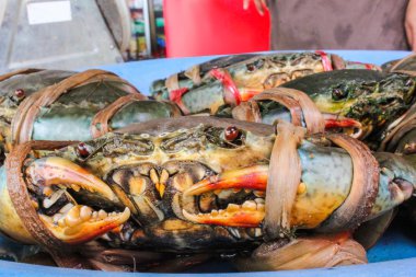 taze tırtıklı çamur Yengeç siyah deniz ürünleri pazarında