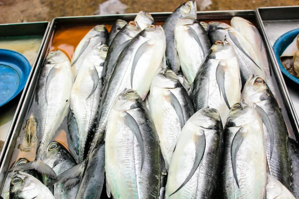 Ryby morskie świeże, targ rybny — Zdjęcie stockowe