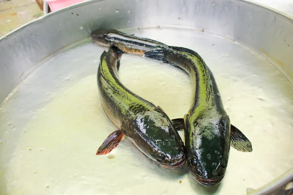 Verse zeevis, de vismarkt — Stockfoto