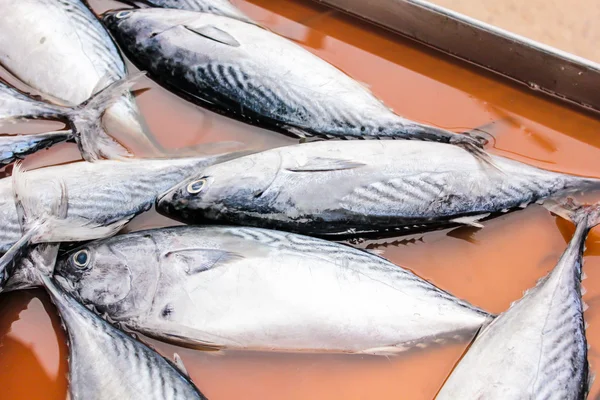 新鲜的海水鱼，鱼市场 — 图库照片