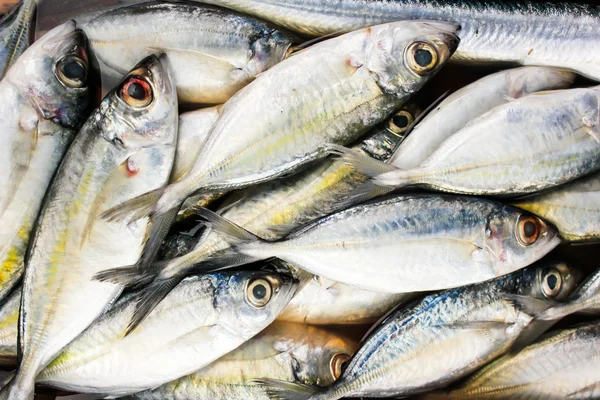 Peixe do mar fresco, o mercado do peixe — Fotografia de Stock