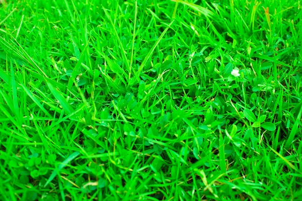 Textura sem costura grama verde no campo de futebol — Fotografia de Stock