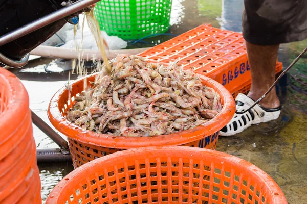 Pila di gamberetti freschi in cesto venduti nel mercato della banchina del pesce — Foto Stock