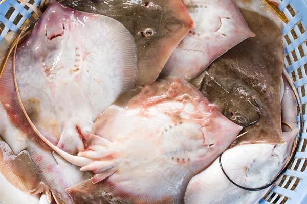 Stack of fresh stingray in basket sold in fish dock market — Stock Photo, Image