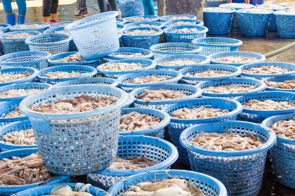 Stack of fresh squid in basket sold in fish dock market — Stock Photo, Image