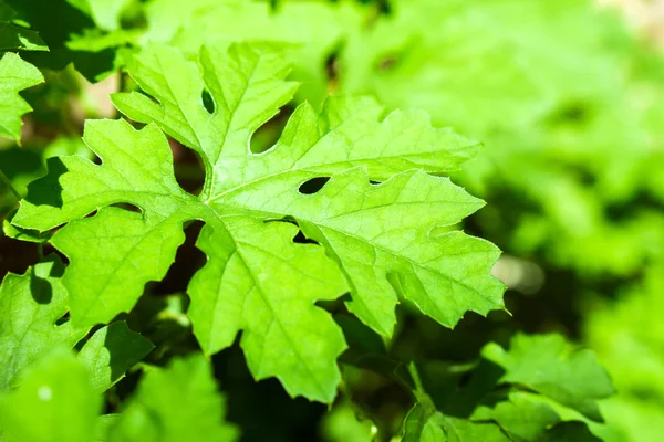 Gröna blad av kalebass, bitter melon bakgrund — Stockfoto