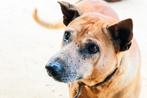 Retrato do cão tailandês com lesão ocular — Fotografia de Stock