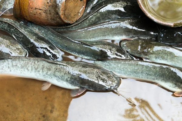 Bagre fresco en tailandia de granja — Foto de Stock