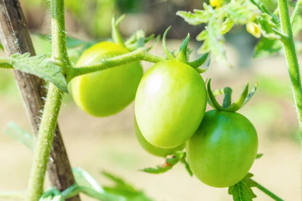 Primo piano di pomodori ciliegia immaturi freschi in giardino — Foto Stock