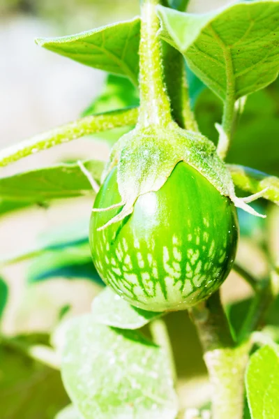 Nahaufnahme von frischem Solanum, thailändischen Auberginen im Garten — Stockfoto