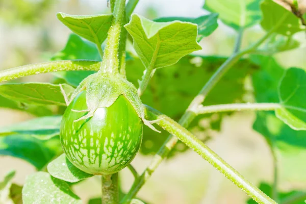 Primo piano di solanum fresco, melanzane tailandesi in giardino — Foto Stock